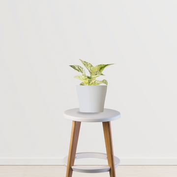 Variegated money plant